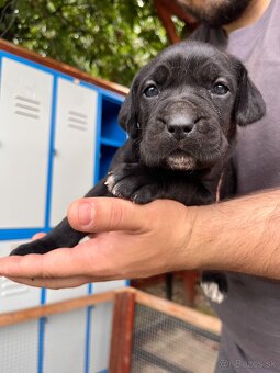 Cane Corso šteniatka bez PP - 2