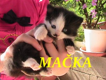 Darujem mačiatka 3 mačičky 1 kocúrik - 2
