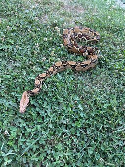 Boa constrictor/velhad kráľovsky - 2