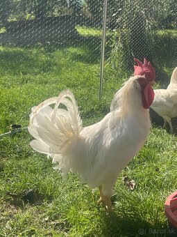 Kohút na predaj - 2