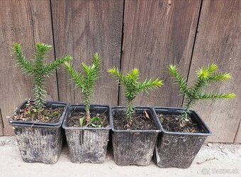 Araukária andská (Araucaria araucana) SEMENÁ - 2