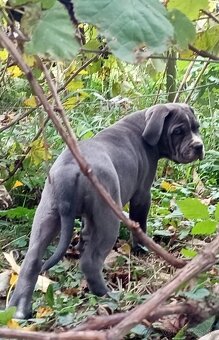Cane Corso - 2