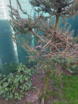 Holúbok diamantovy straka - 2