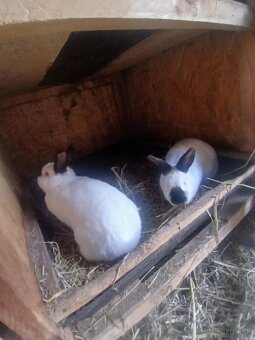 Kalifornske samice - 2