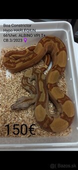 Boa Constrictor VPI T+ - 2