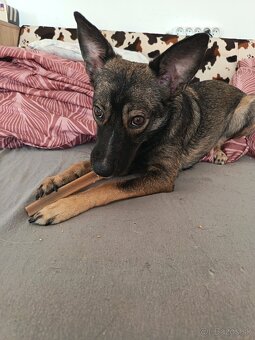 Darujem šteniatko sučku - 2