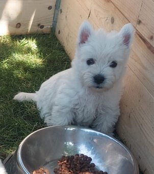 WEST - WESTÍK NA PREDAJ - 2