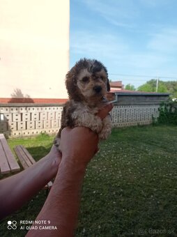 Pudlik stredny - 2