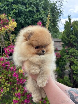 Pomeranian s rodokmeňom FCI - 2