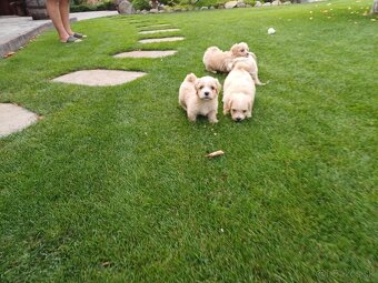 Maltipoo - 2