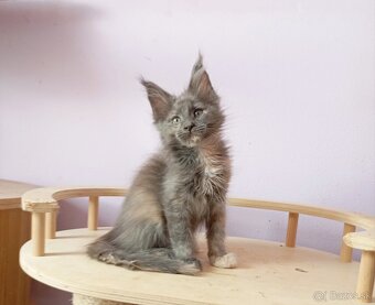 Maine Coon s PP - 2