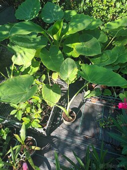 Colocasia Leucocasia gigantea - Slonie ucho - 2