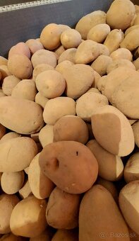 Predám kŕmne zemiaky - 2