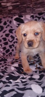 Kokeršpaniel x jazvečík - 2