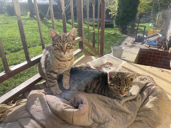 Darujeme prítulné mačiatka - 2