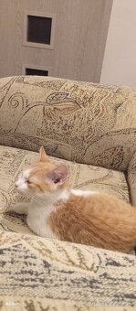 Darujem mačiatko  zadarmo. - 2