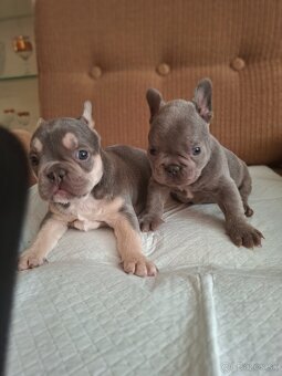 Francúzsky buldoček modrý( lilac) - 2