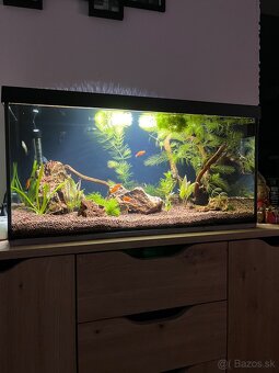 Akvárium - 2