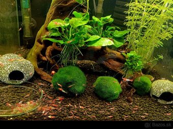 Krevety Neocardina Davidi - 2