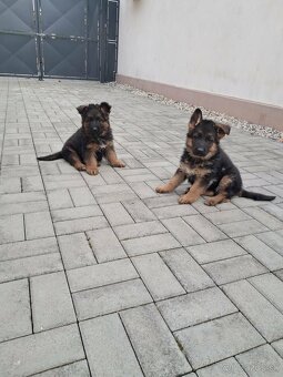 Nemecký ovčiak - 2