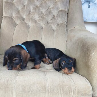 Jazvečík hrubosrstý - 2