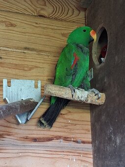 Eklektus polychloros - 2