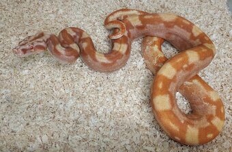 Boa imperator - Purple Sharp Sunglow Aztec, Sharp Sunglow - 2