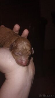 Pudel red - 2