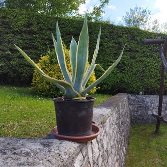 Agave - 2