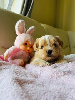 Golddust Yorkshire Terrier, Yorskshire s PP, Jork - 2