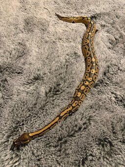Python regius - 2
