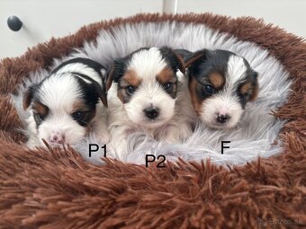 Biewer Yorkshire Terrier - 2