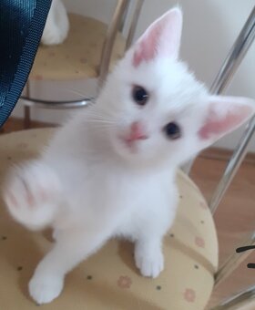 Predám biele mačiatko - 2