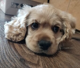 Americký kokeršpaniel - 2