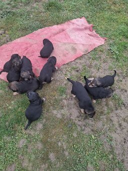 Predám šteniatka fenky - 2