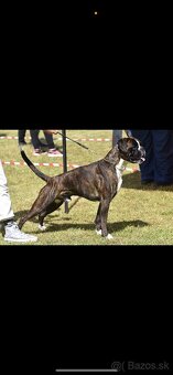 Nemecký  Boxer  pásikoavý pes na krytie - 2