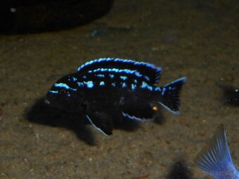 Africké cichlidy dospelé . - 2