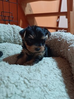 Yorkshirsky teriér - 2