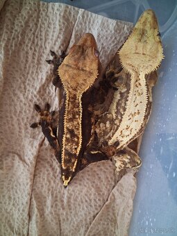 Pagekony riasnaté - 2