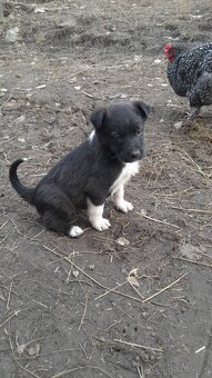 Darujem šteniatka - 2