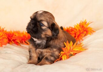 Shih-Tzu štěniatka (shi tzu, si-tzu, shitzu, si-cu) - 2
