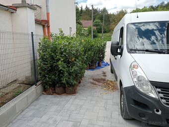 Tuja Smaragd, vavrínovec, červienka - ROŽŇAVA - 2