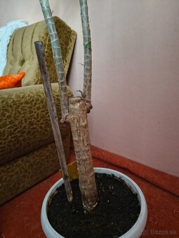 Juka - Yucca - 2