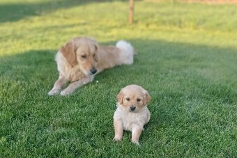 ZLATÝ RETRIEVER - 2