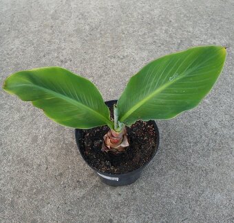 Banánovníky - Ensete, Musella, Dwarf Cavendish - 2