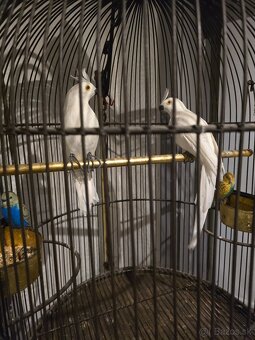 Vintage železná kráľovsky zdobená vtáčia klietka na stojane - 2