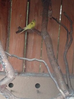 Korela ,andulky ,holubky - 2