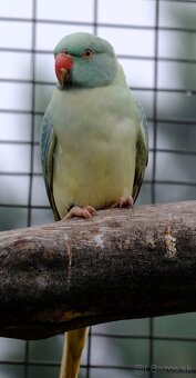 Alexander malý aqua opalin ct - 2