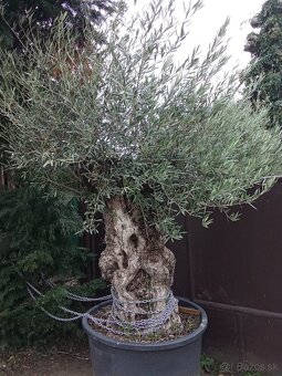 Predám olivovník Bonsai- hrubý kmeň - 2
