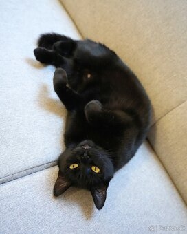 Mačička HILDA hľadá domov - 2